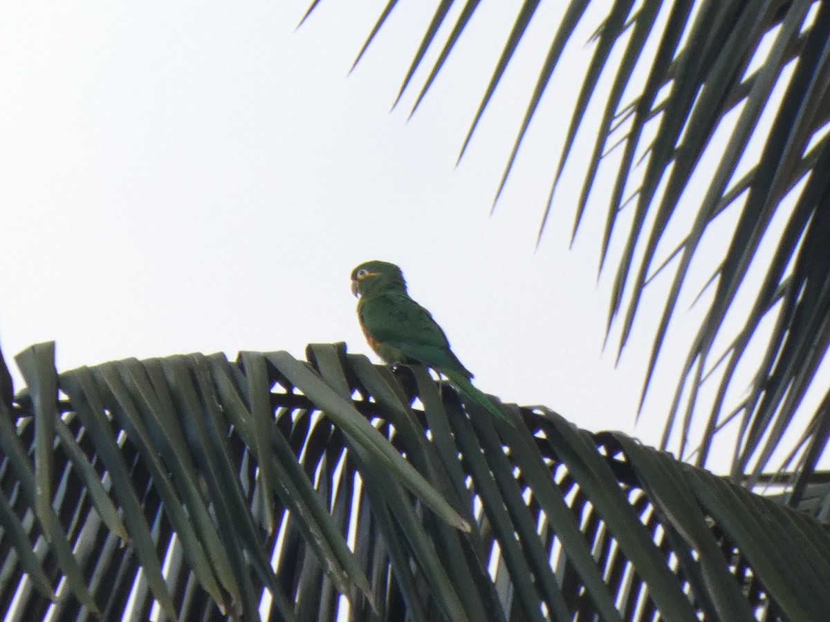 Golden-plumed Parakeet - ML644513559