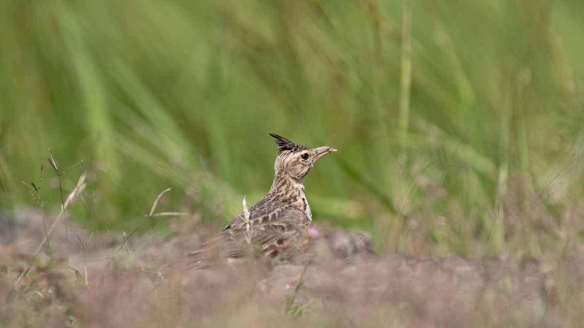 Malabar Lark - ML644513560