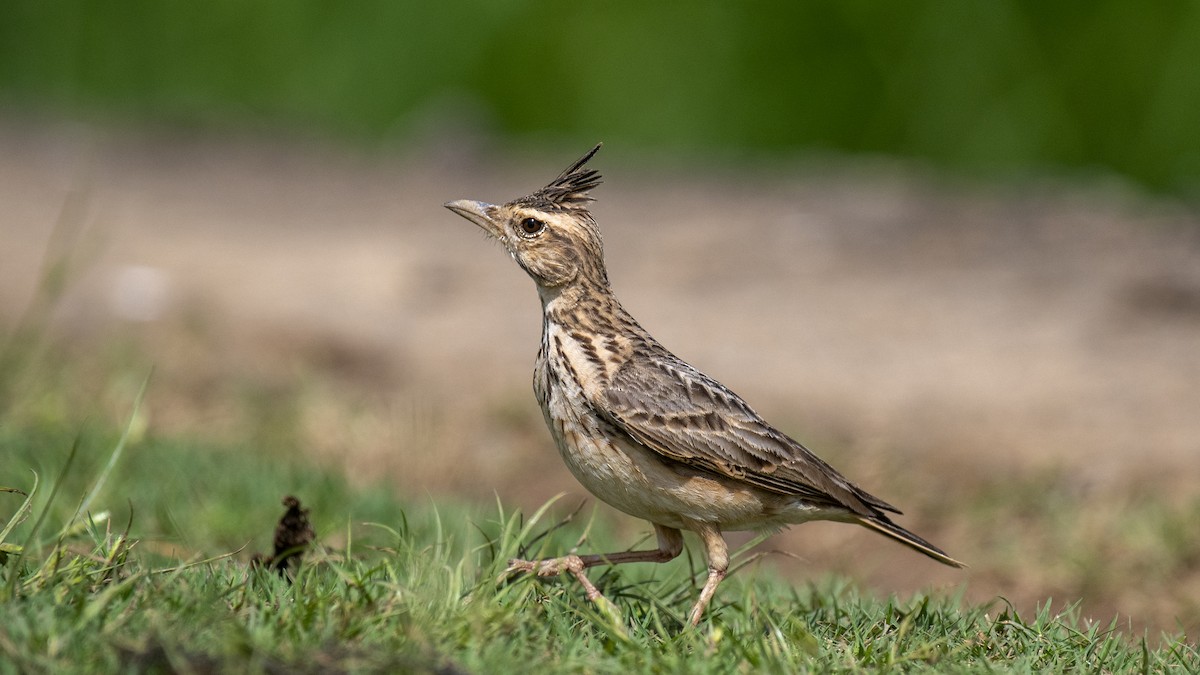 Malabar Lark - ML644513561