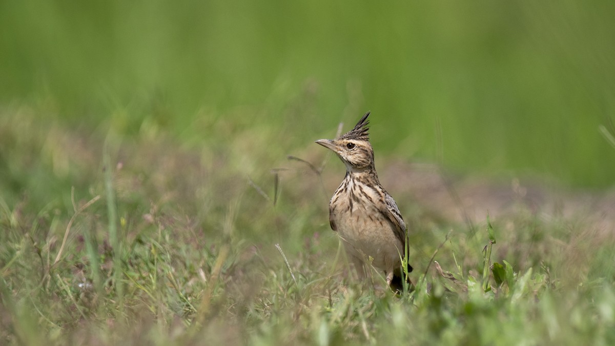 Malabar Lark - ML644513562