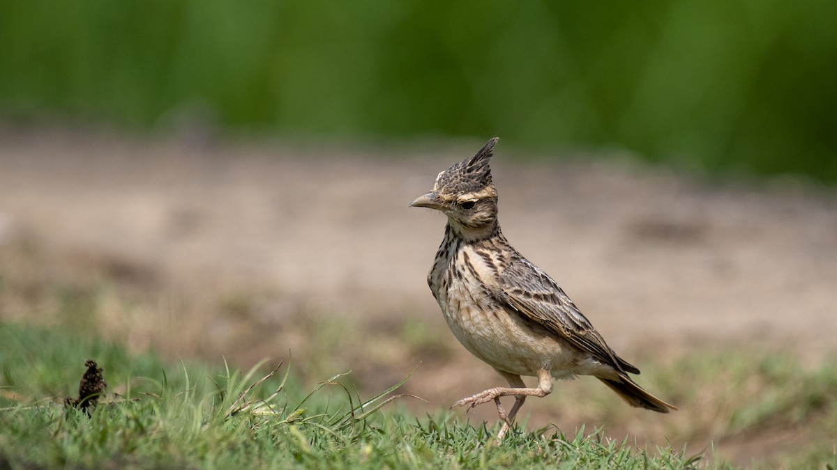 Malabar Lark - ML644513563