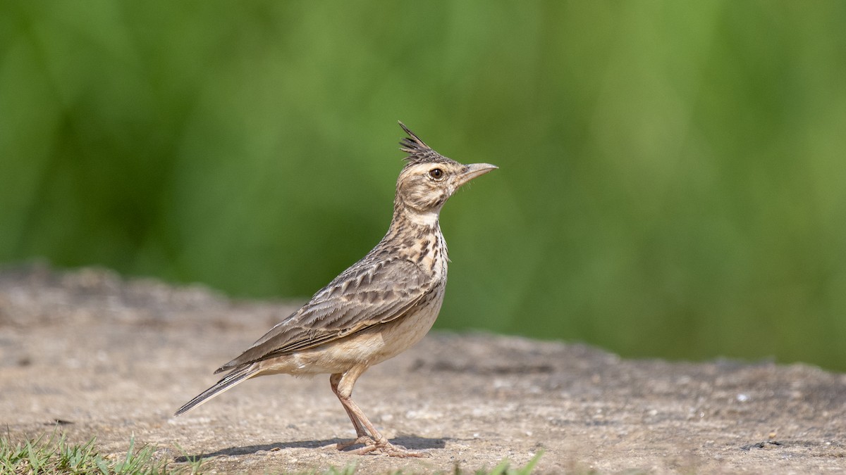 Malabar Lark - ML644513564