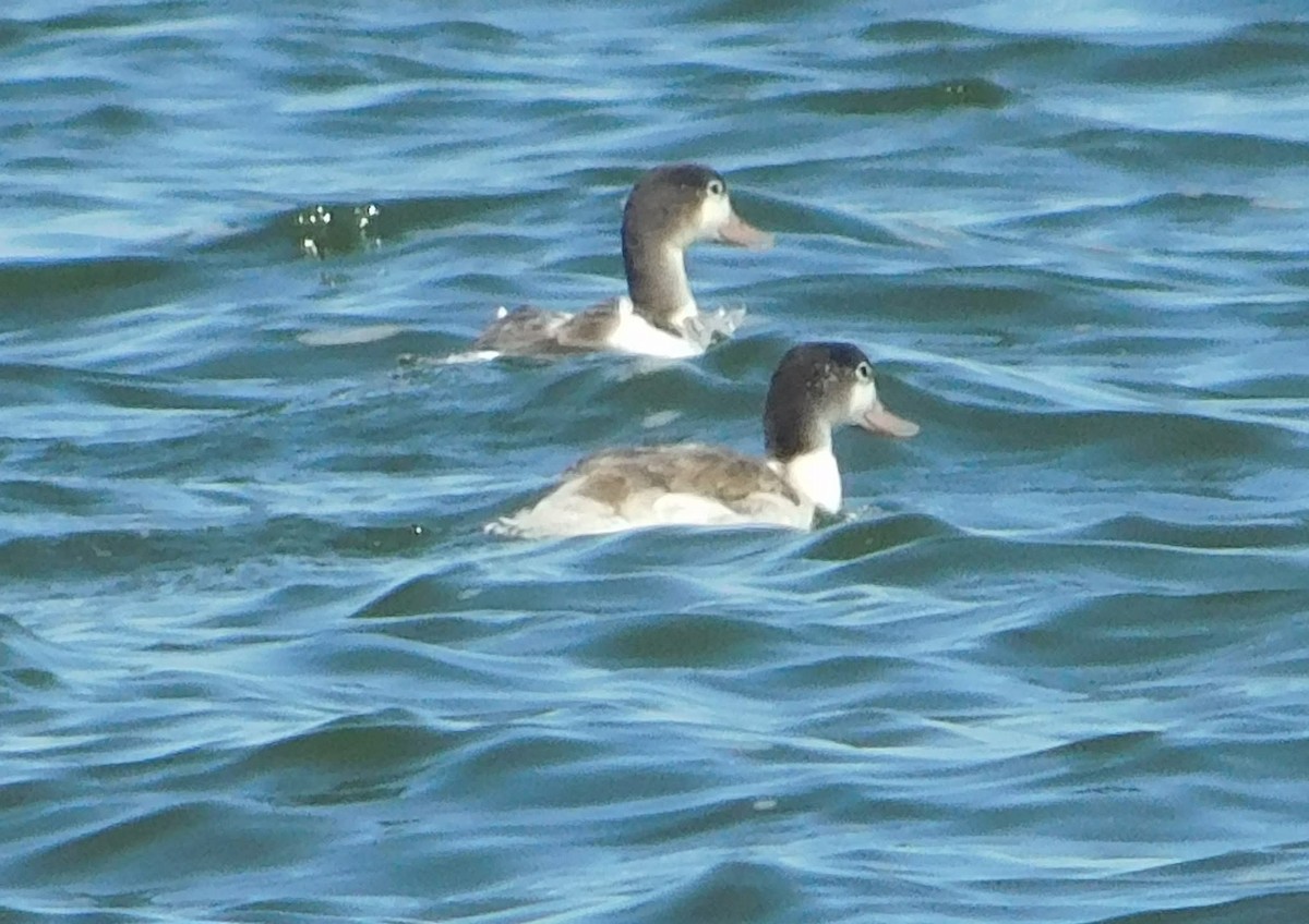 Common Shelduck - ML644513570