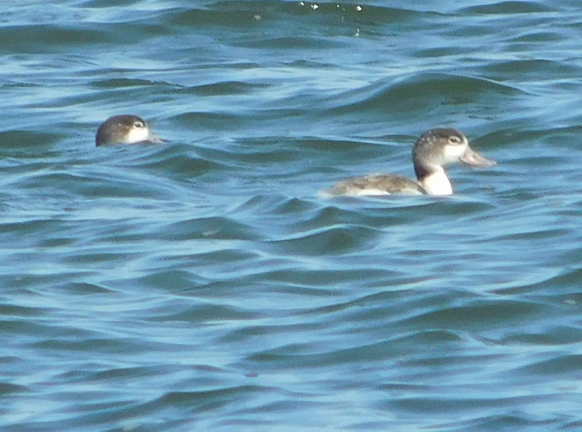 Common Shelduck - ML644513571