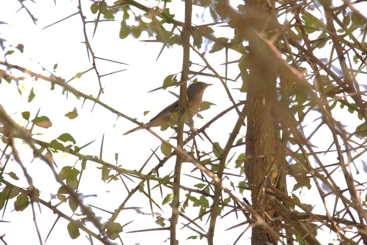 Western Subalpine Warbler - ML644513574