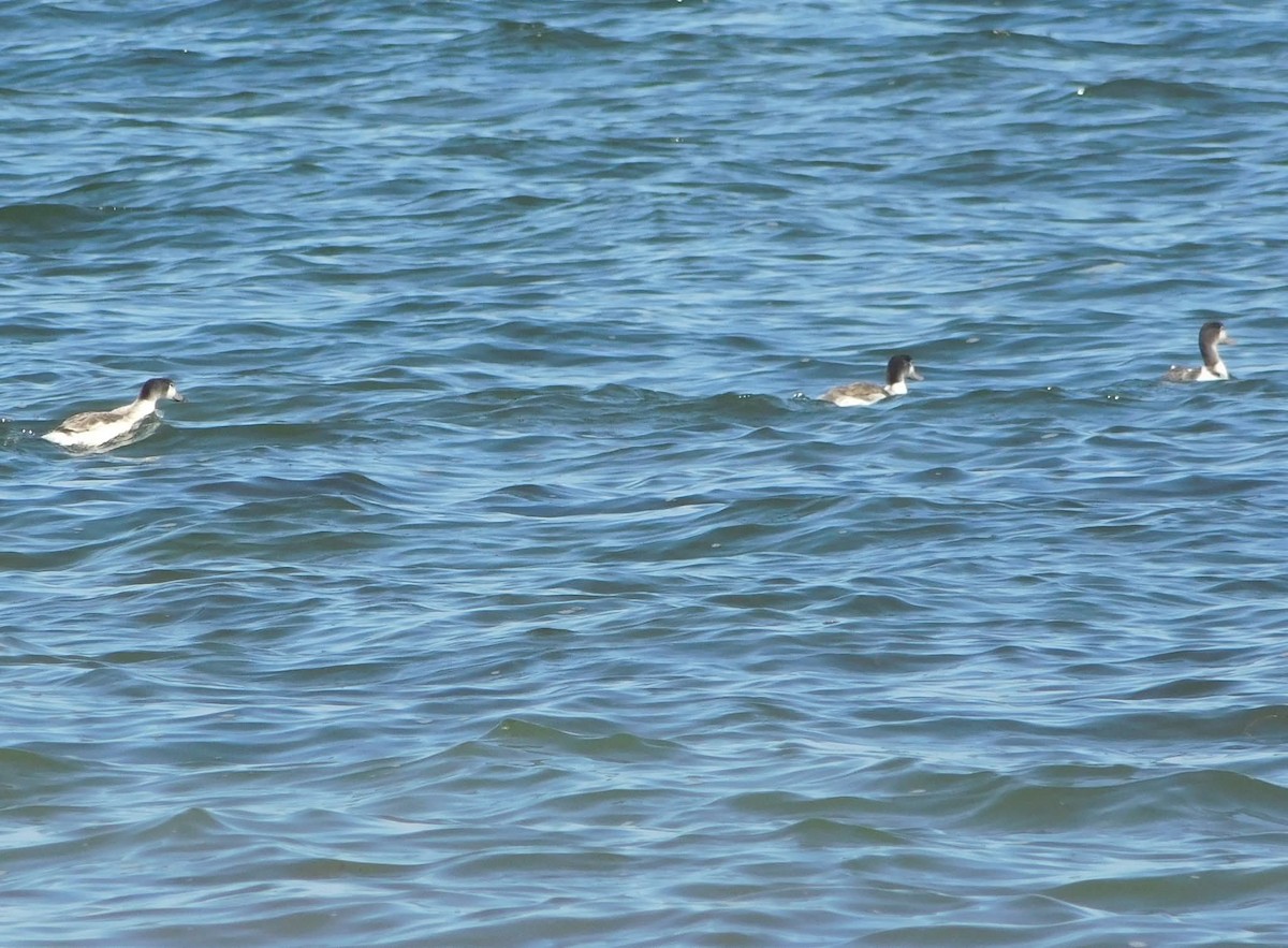 Common Shelduck - ML644513575