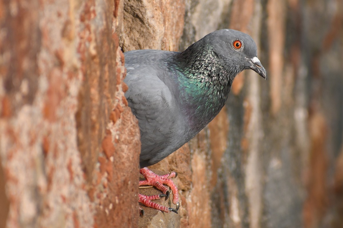 יונת בית - ML644513580
