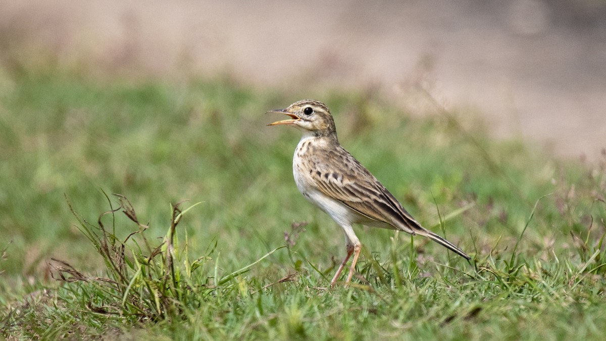 Bisbita Oriental - ML644513588