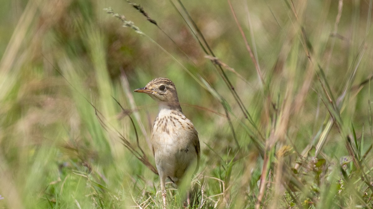 Bisbita Oriental - ML644513589