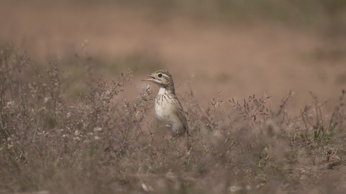 Bisbita Oriental - ML644513592
