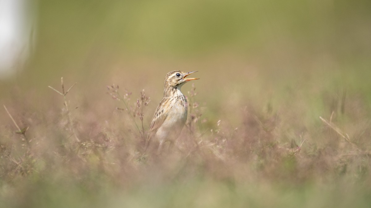 Bisbita Oriental - ML644513593