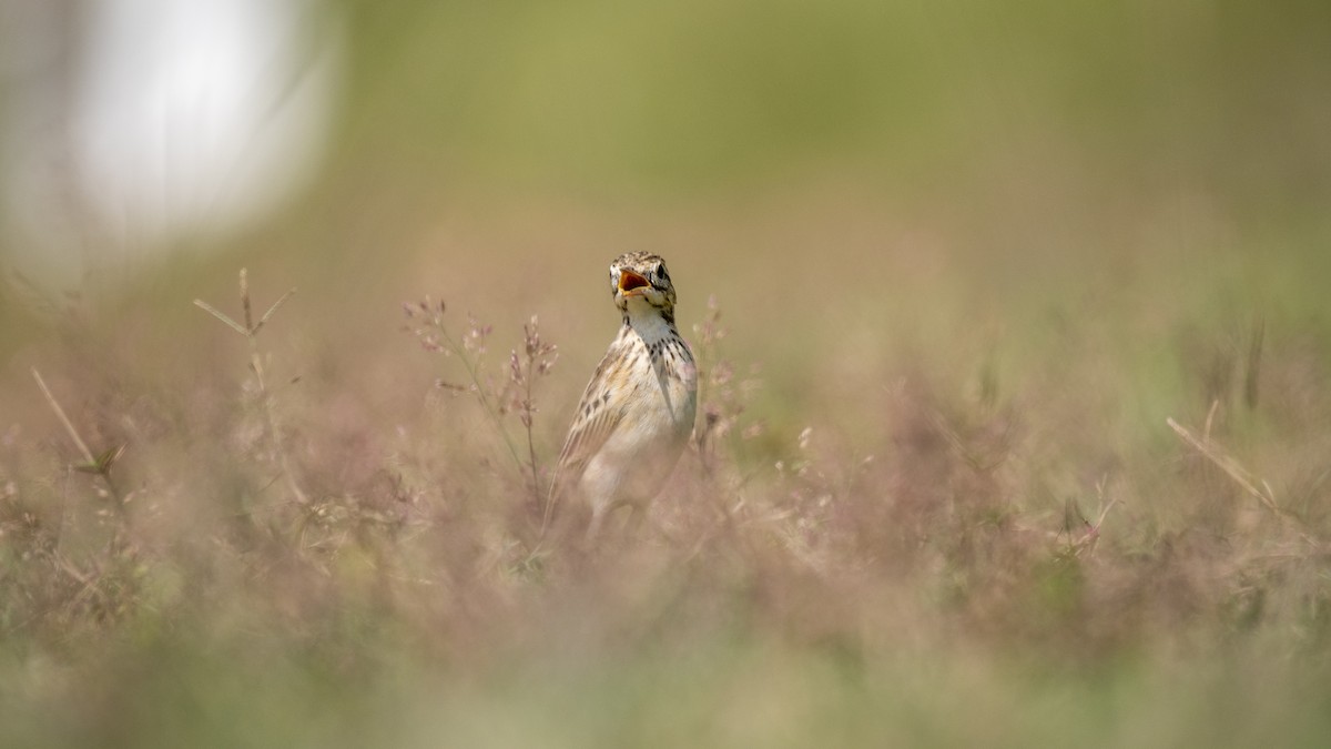 Bisbita Oriental - ML644513595