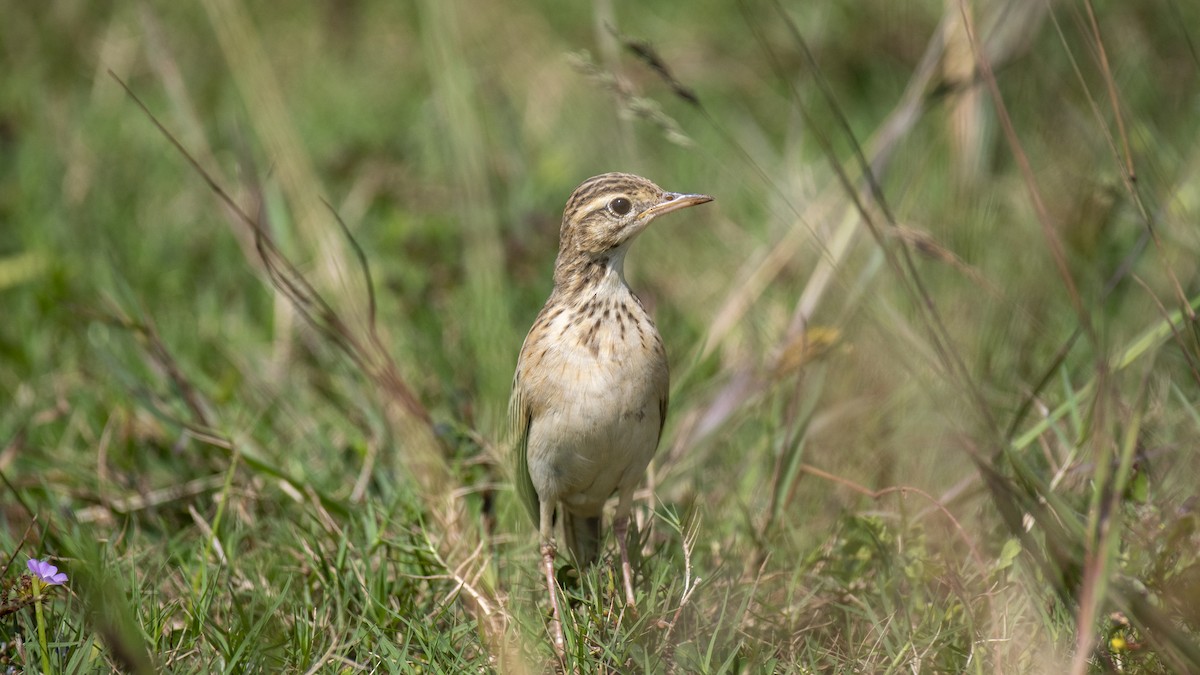 Bisbita Oriental - ML644513596