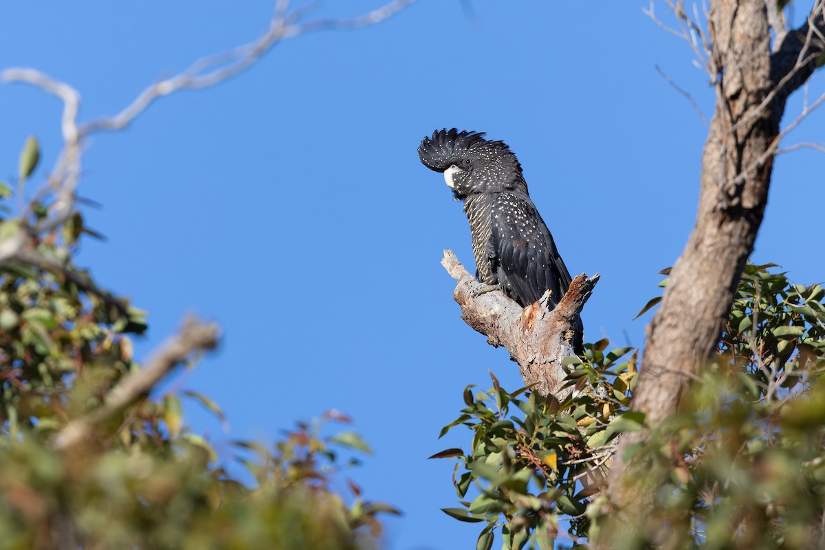 Cacatoès banksien - ML644513607