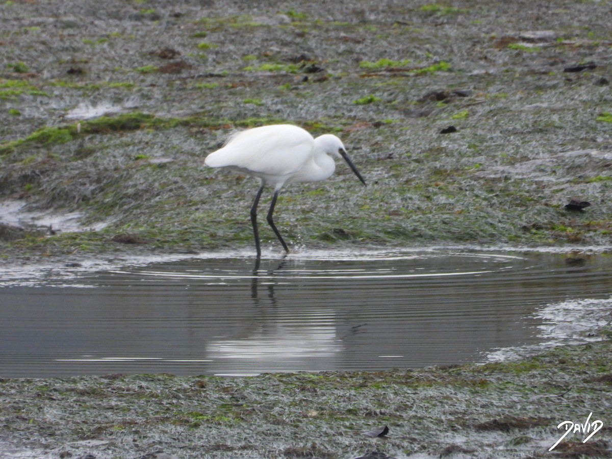 silkehegre - ML644513608