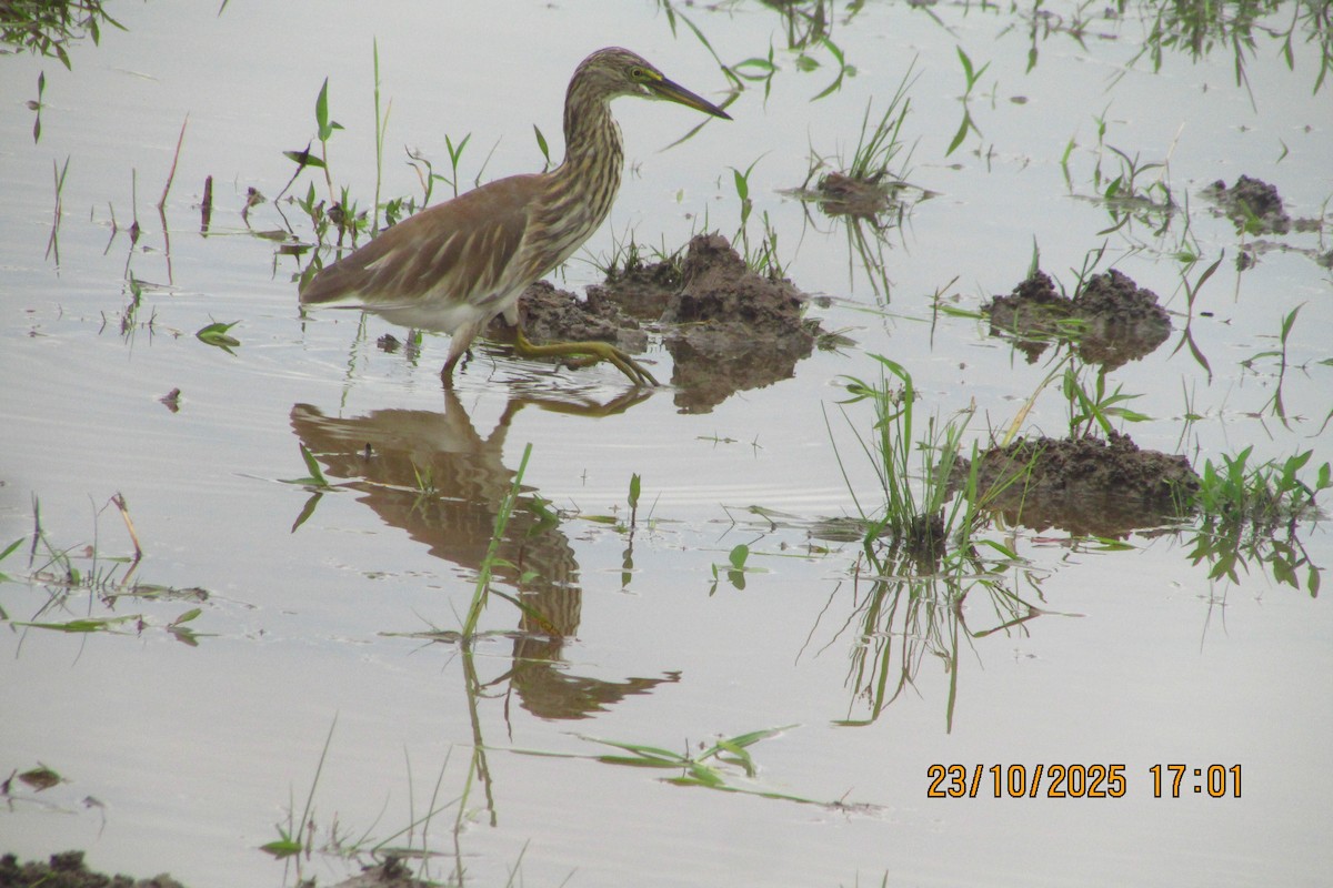 אנפית סוף הודית - ML644513622