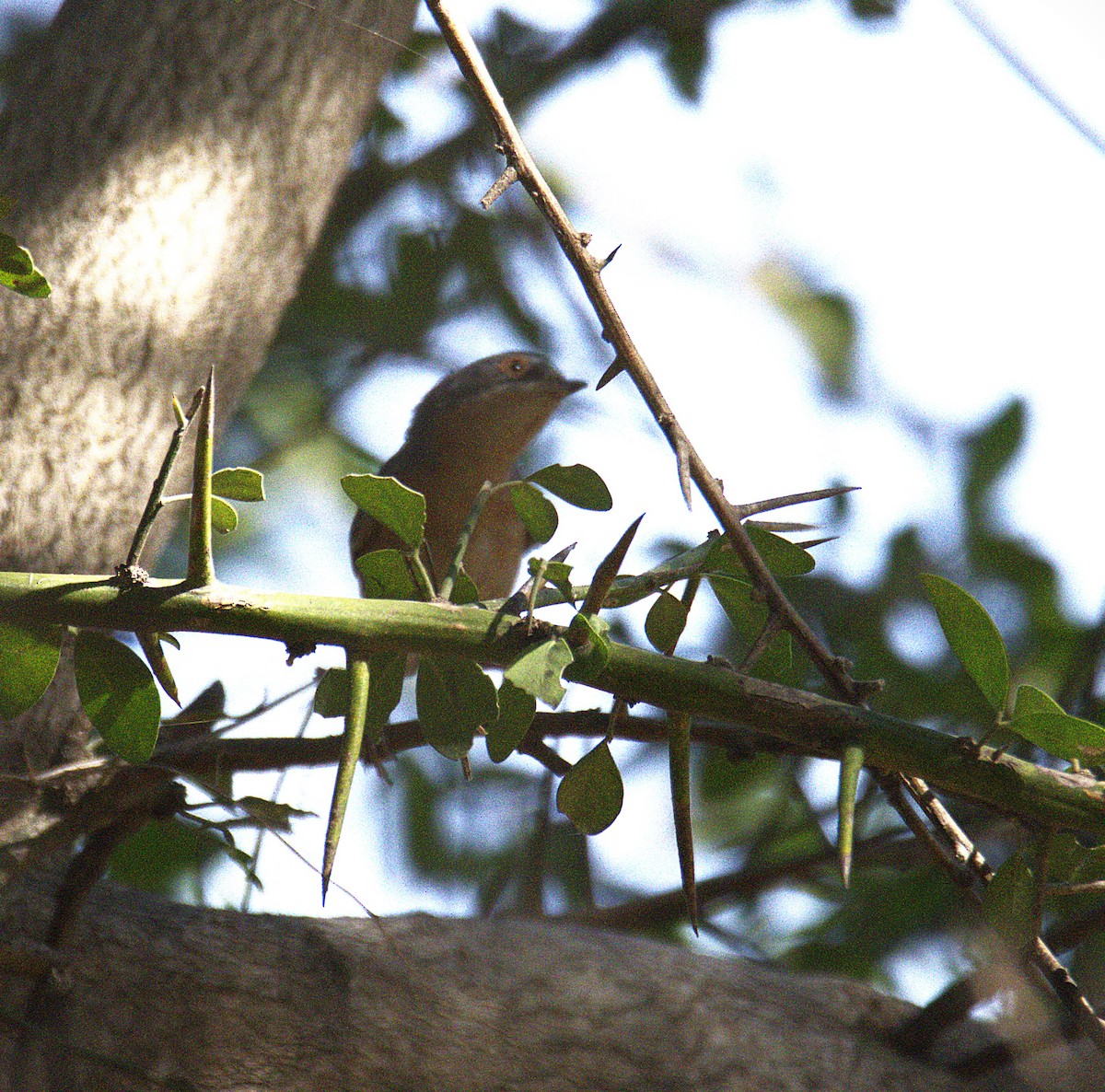 Western Subalpine Warbler - ML644513624