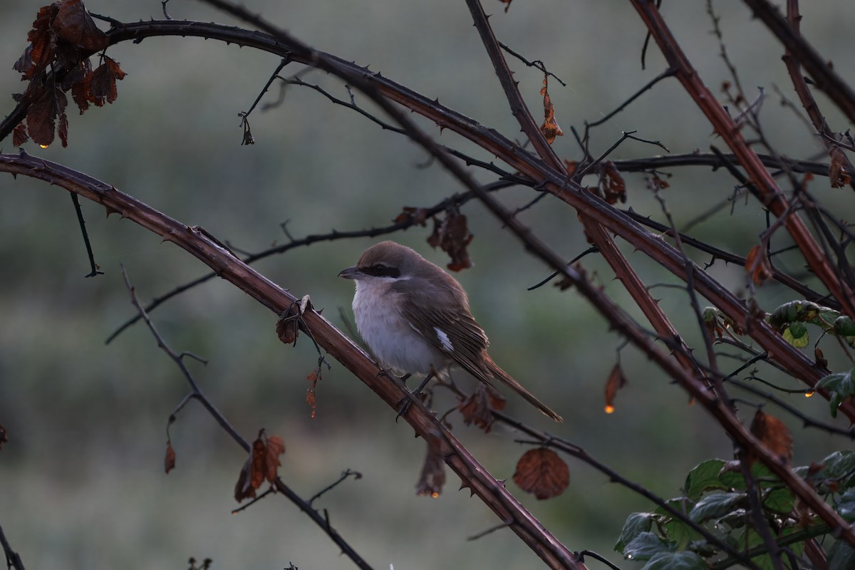 Red-tailed Shrike - ML644513631