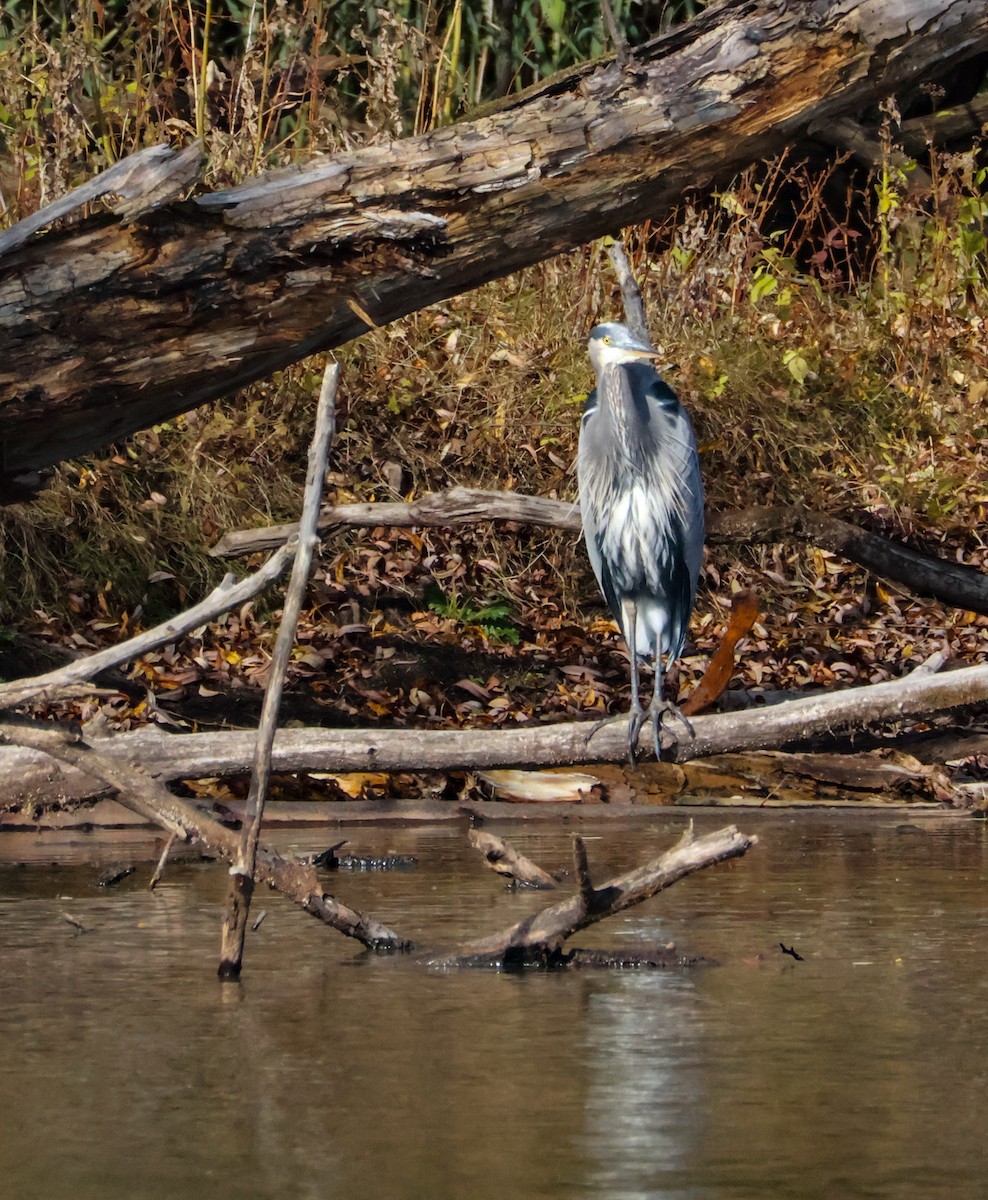 herodiashegre - ML644513635