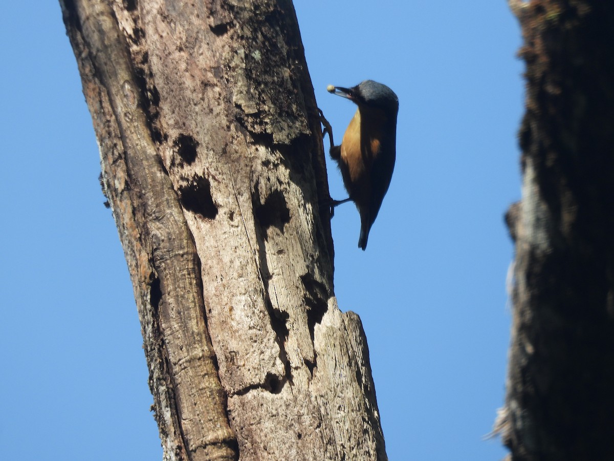 White-tailed Nuthatch - ML644513644