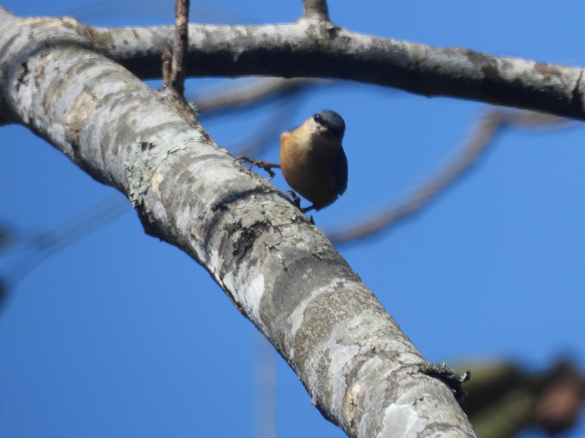 White-tailed Nuthatch - ML644513645