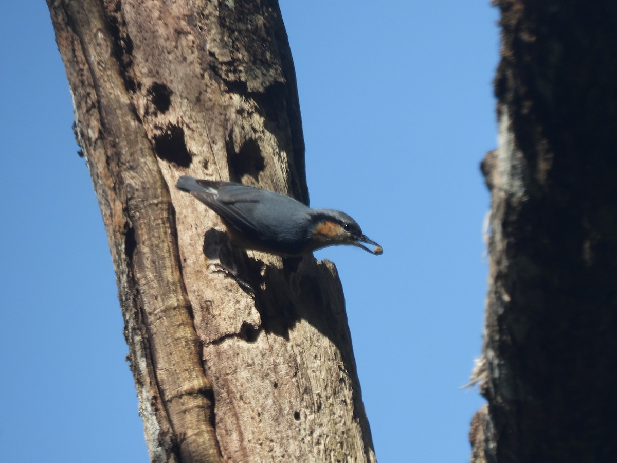 White-tailed Nuthatch - ML644513646