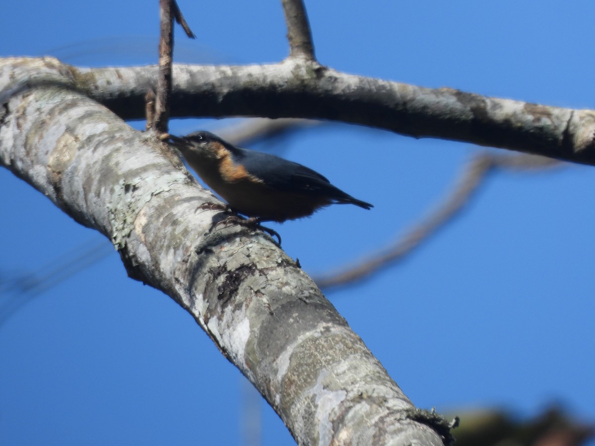 White-tailed Nuthatch - ML644513647