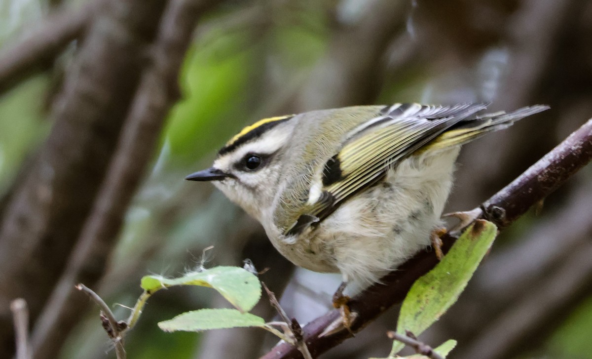 ildkronefuglekonge - ML644513650