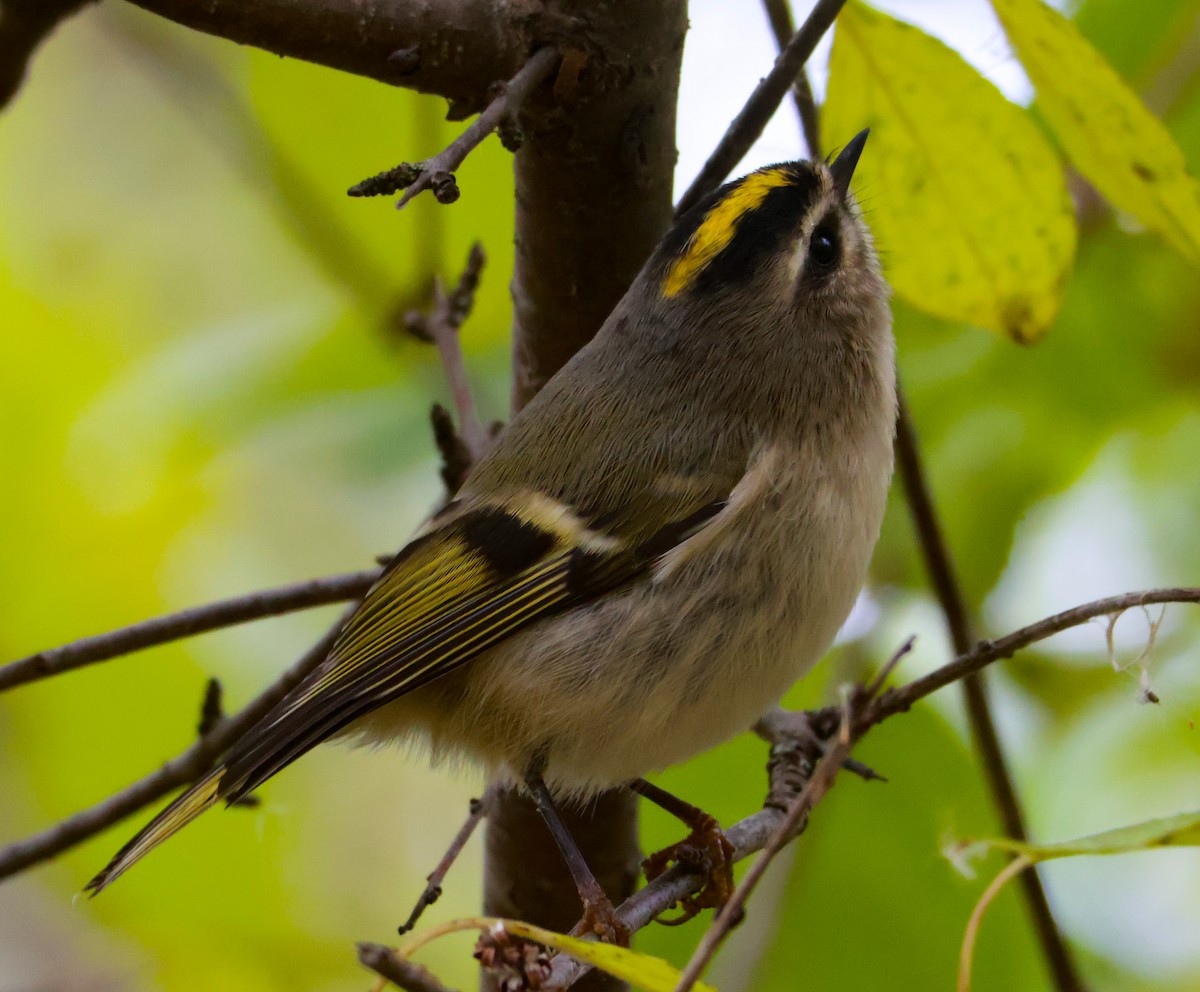 ildkronefuglekonge - ML644513652