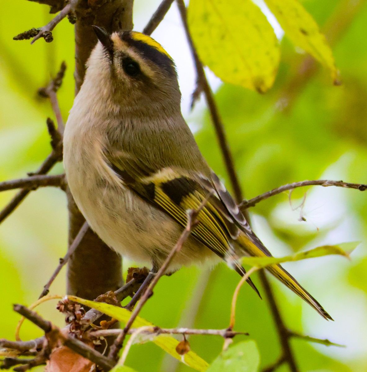 ildkronefuglekonge - ML644513653