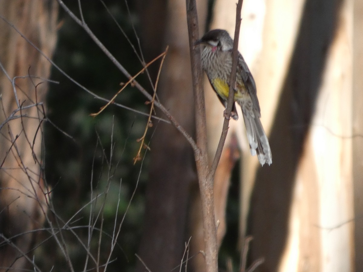 Red Wattlebird - ML644513655