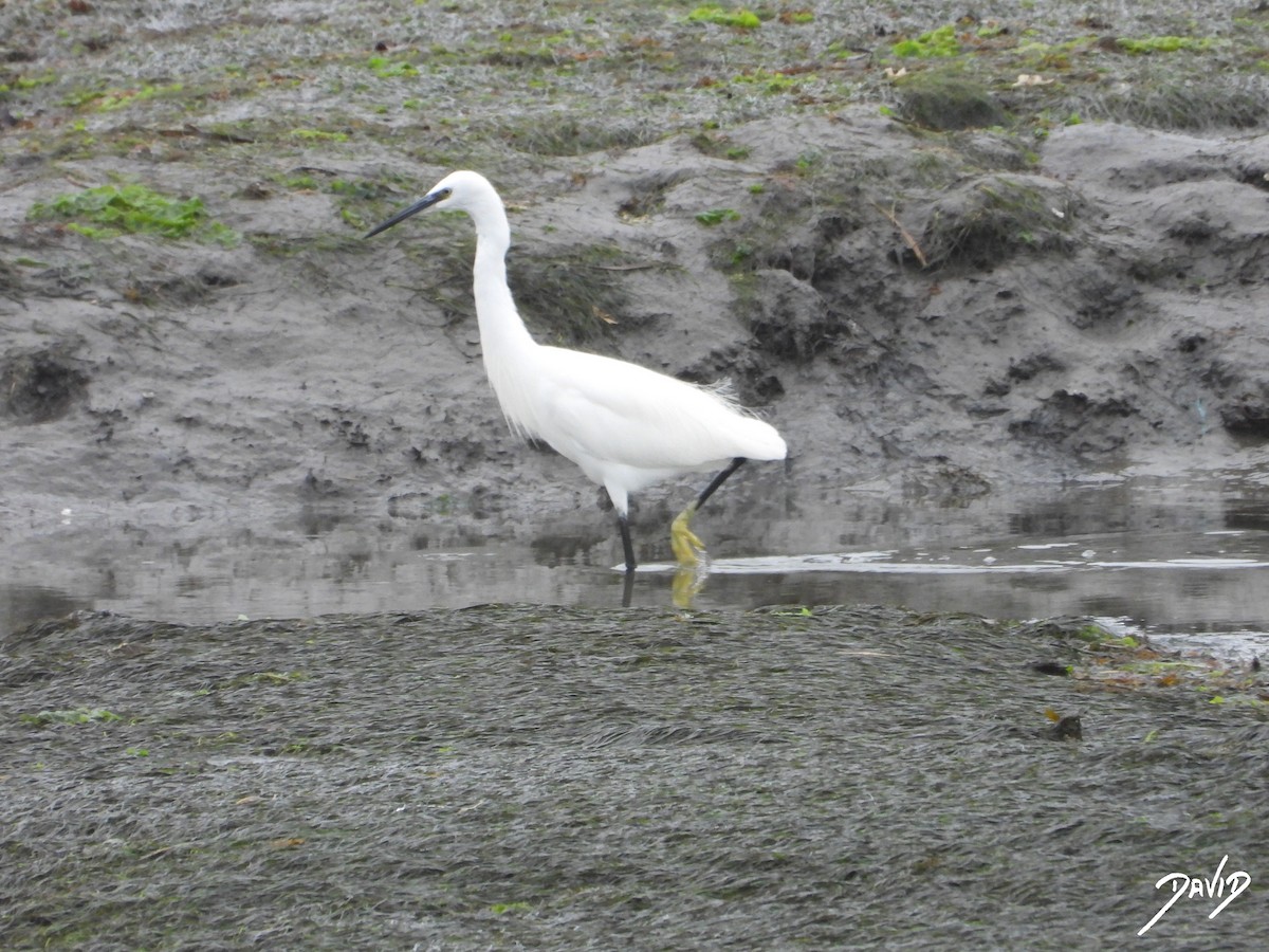 silkehegre - ML644513659