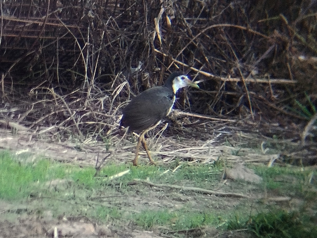 シロハラクイナ - ML644513661