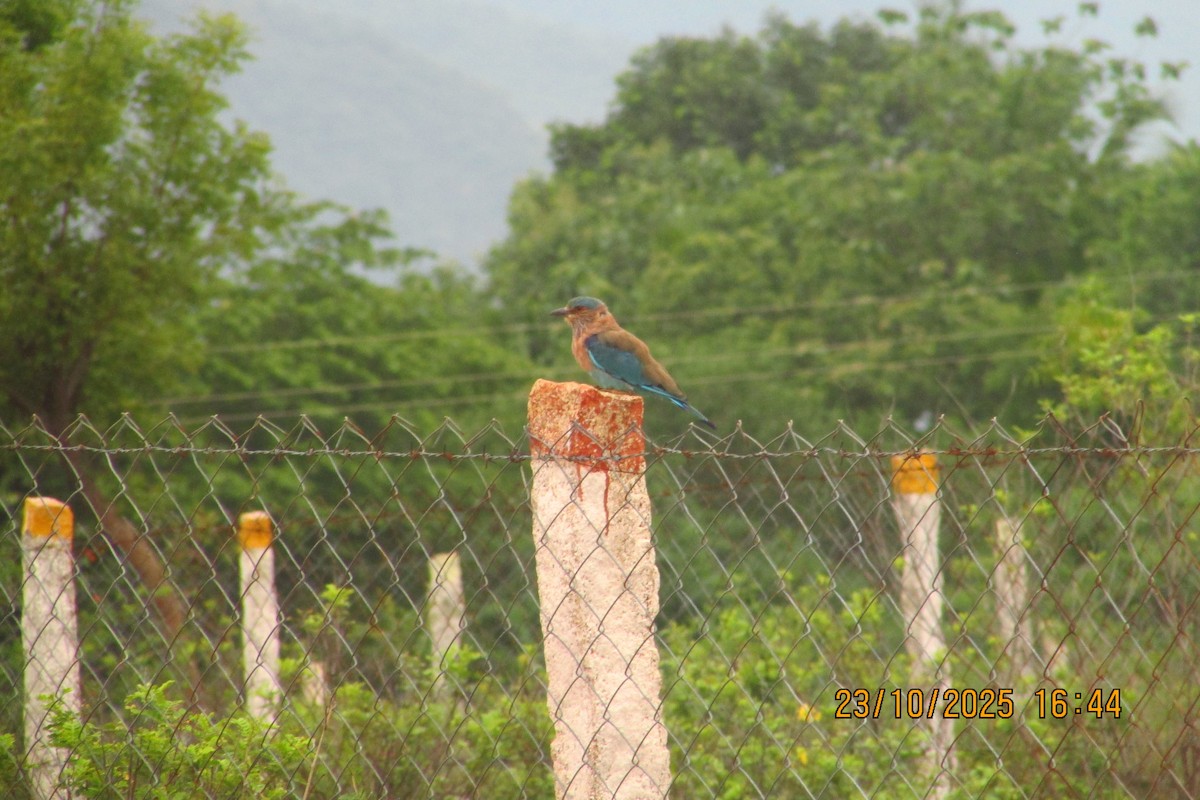 Rollier indien - ML644513664