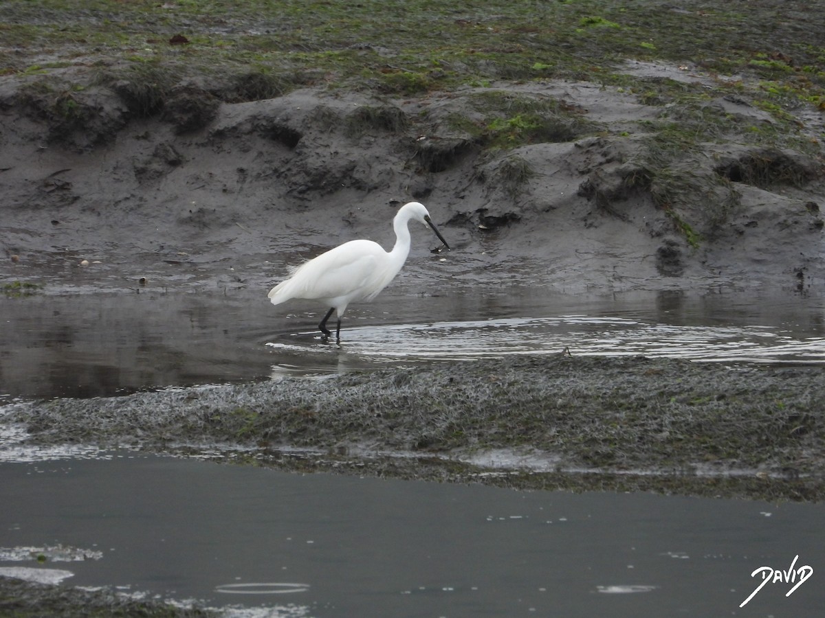 silkehegre - ML644513667