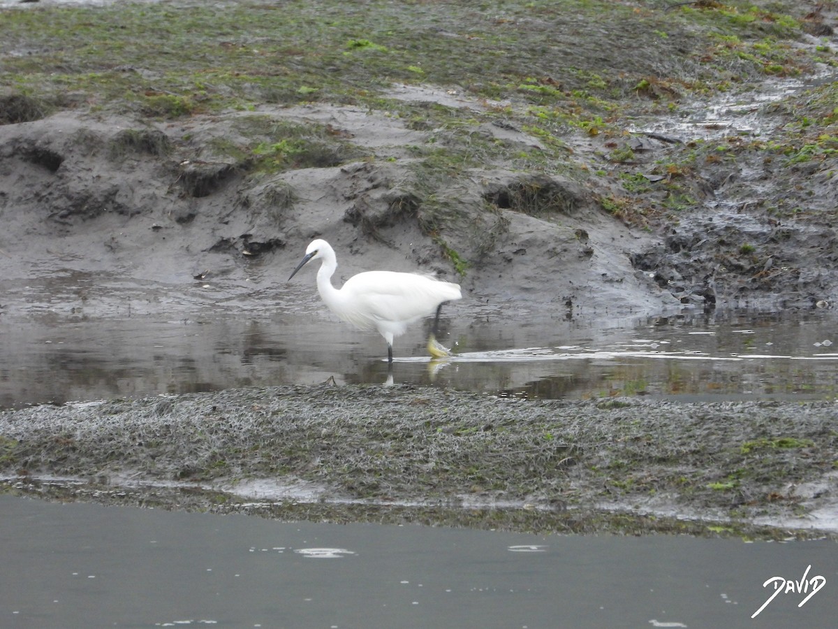 silkehegre - ML644513668