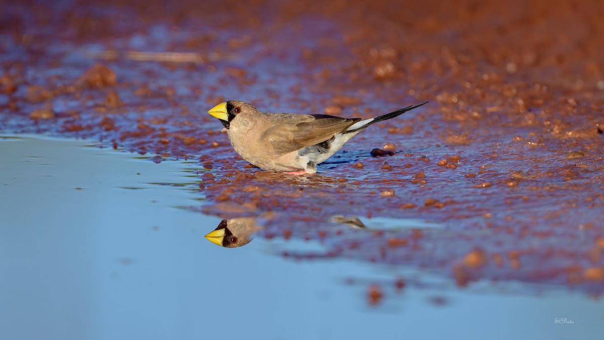 キバシキンセイチョウ - ML644513671