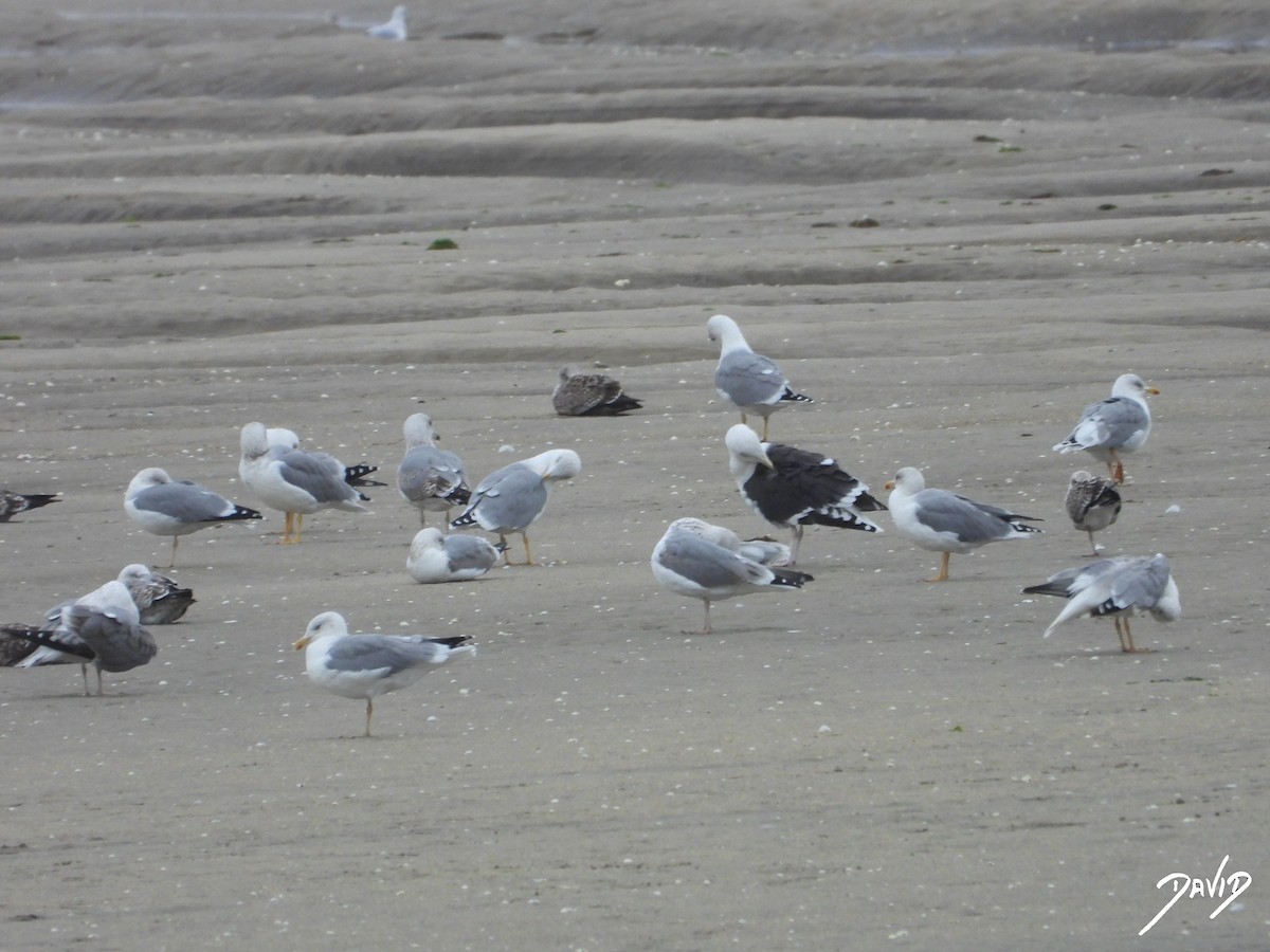 Büyük Kara Sırtlı Martı - ML644513674