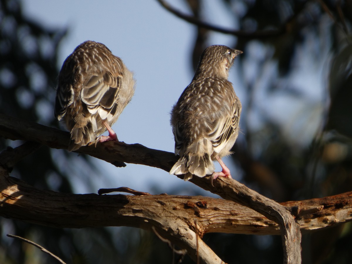Red Wattlebird - ML644513676