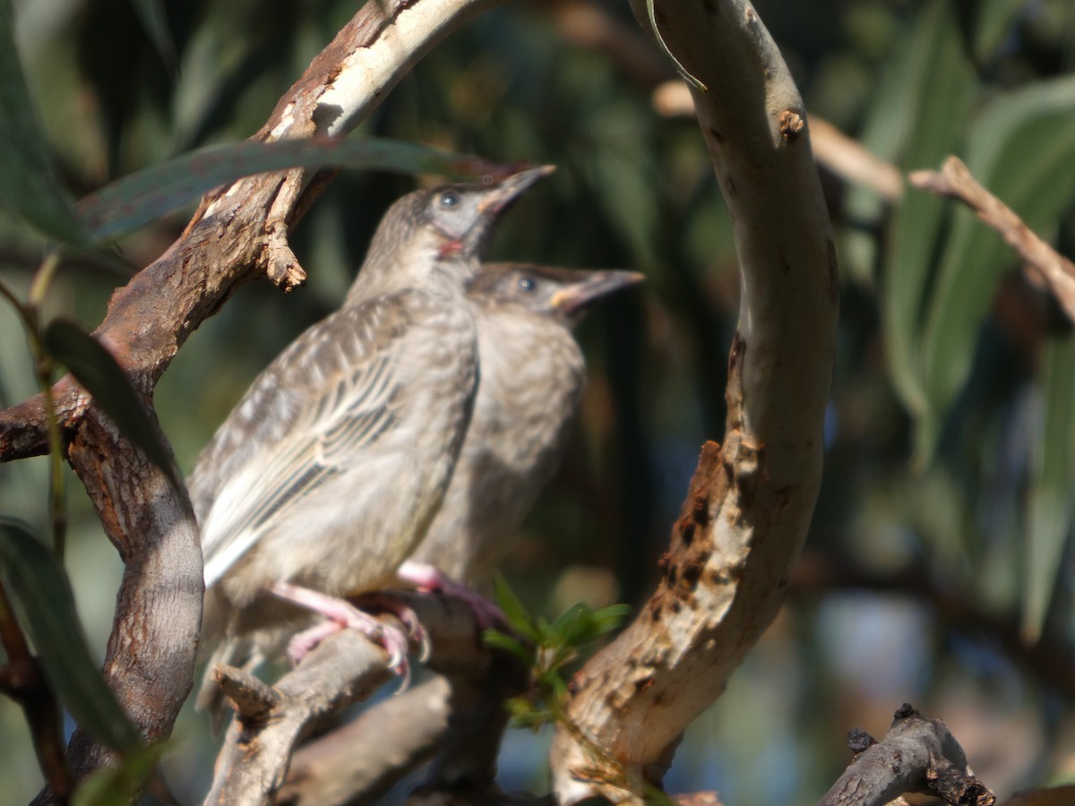 Red Wattlebird - ML644513677