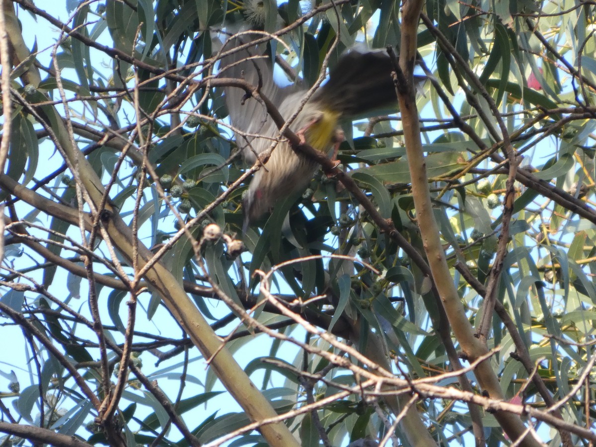 Red Wattlebird - ML644513678