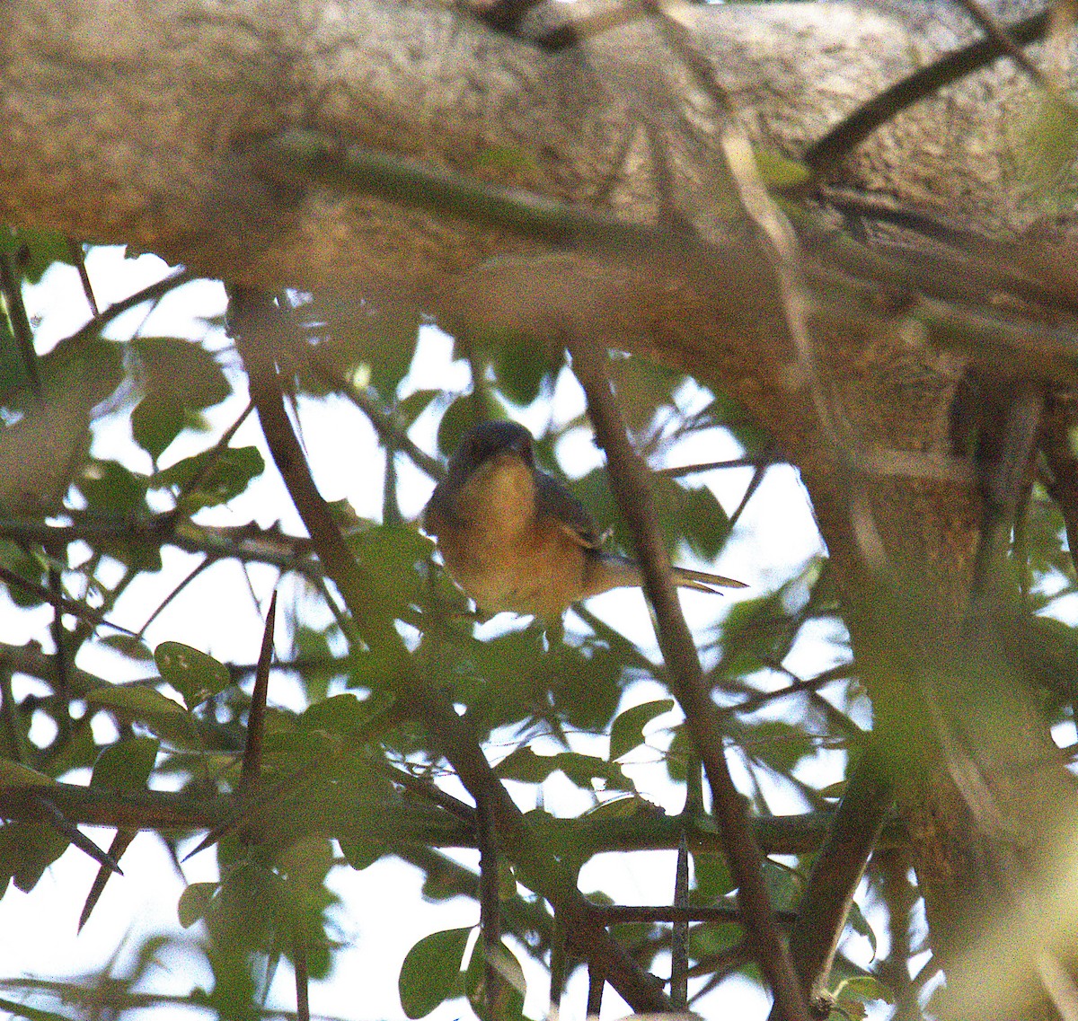 Western Subalpine Warbler - ML644513686