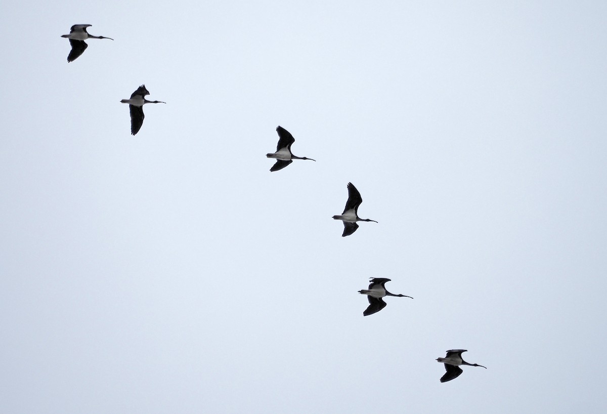 Straw-necked Ibis - ML644513694