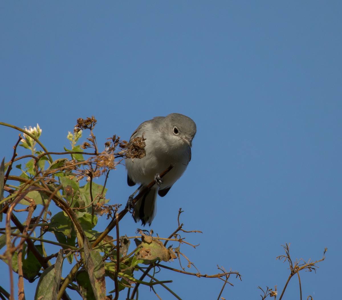 Голубая комароловка - ML644513701