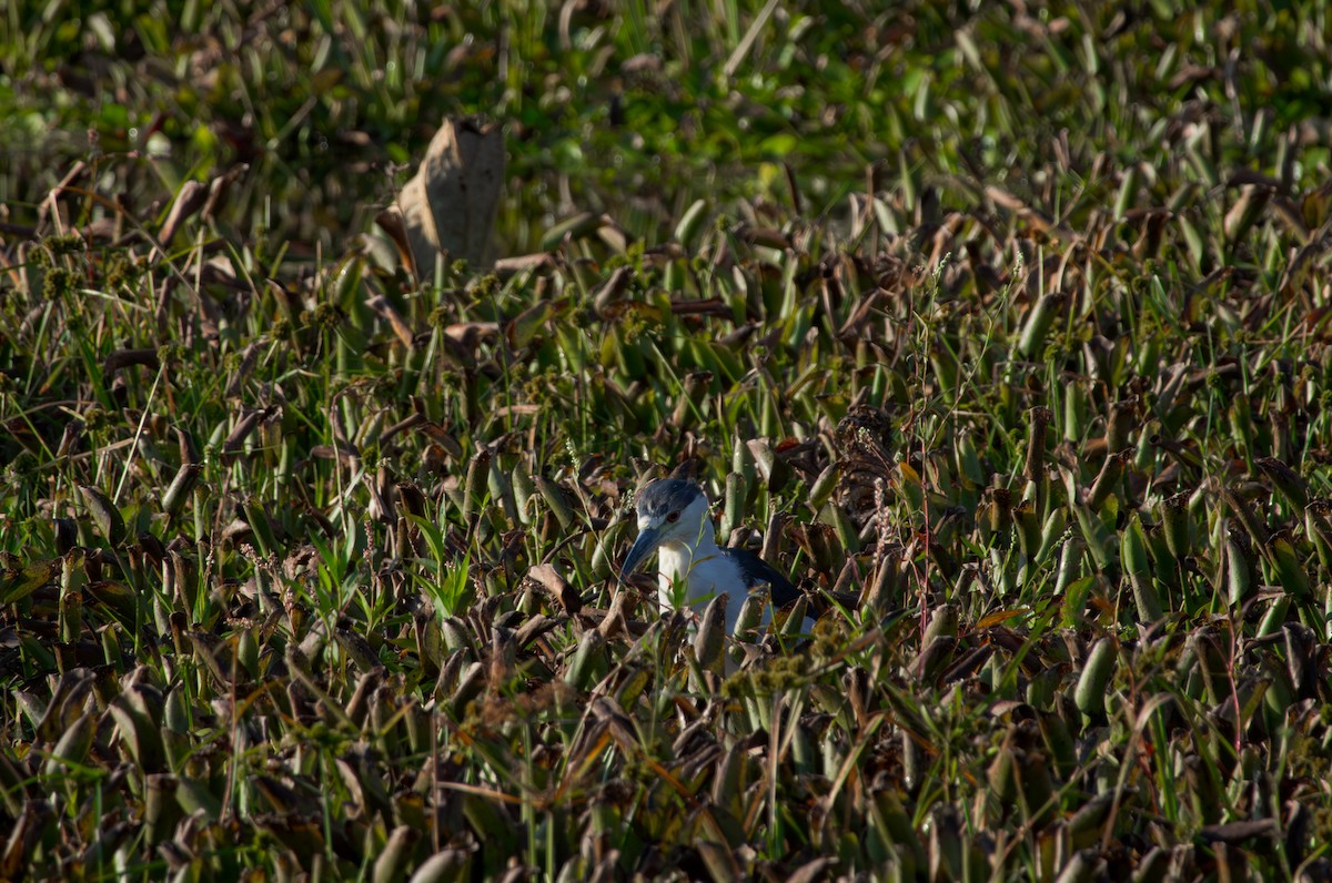 Кваква - ML644513704