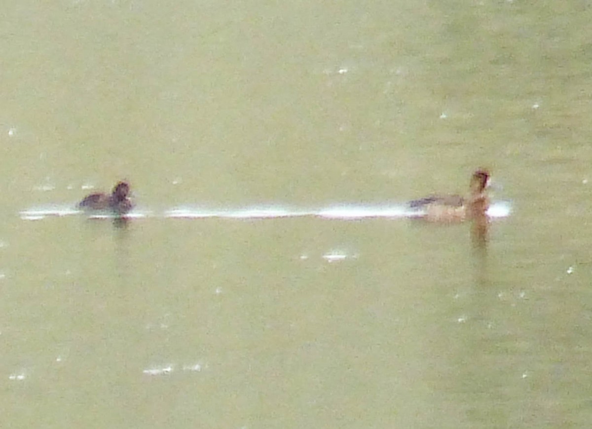 コスズガモ - ML644513706