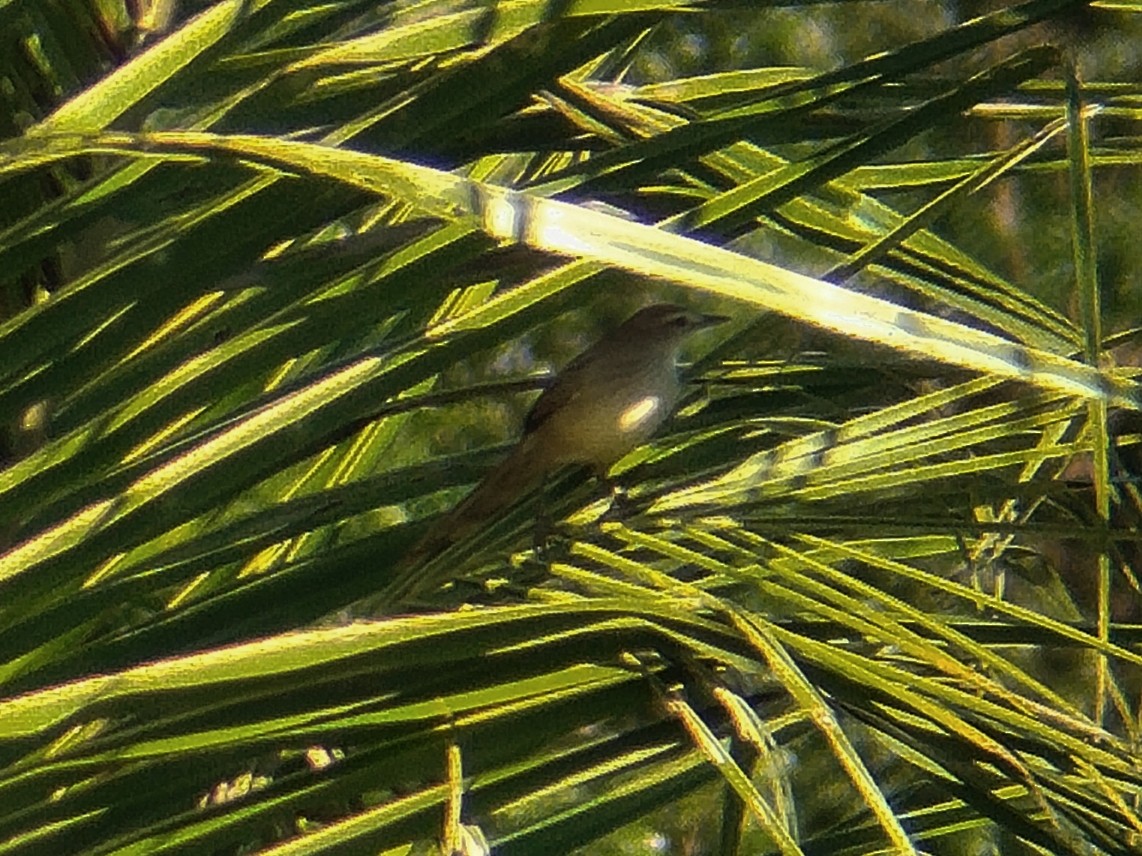 Striated Grassbird - ML644513713