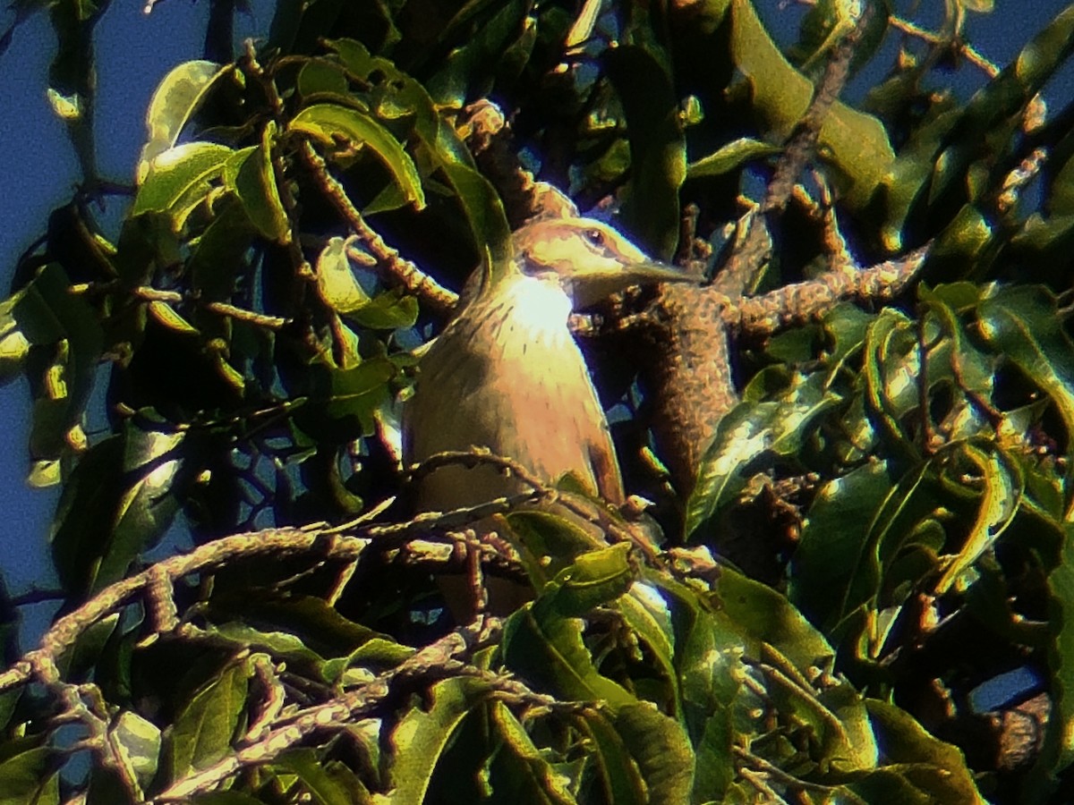 Striated Grassbird - ML644513714