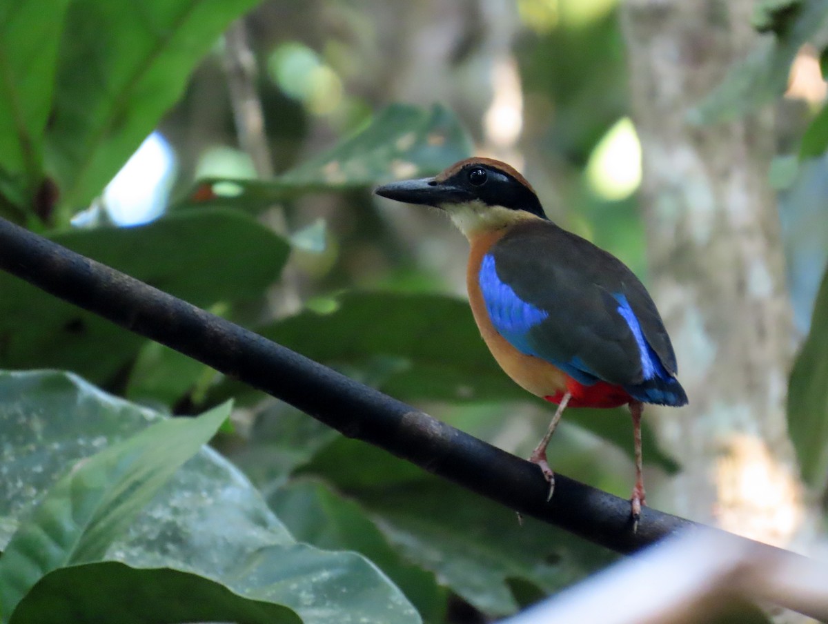 Mangrove Pitta - ML644513722