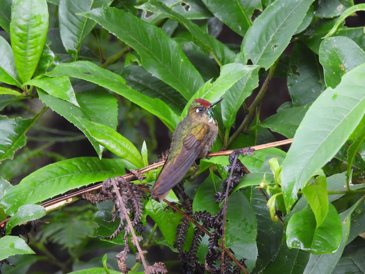 Rufous-capped Thornbill - ML644513727